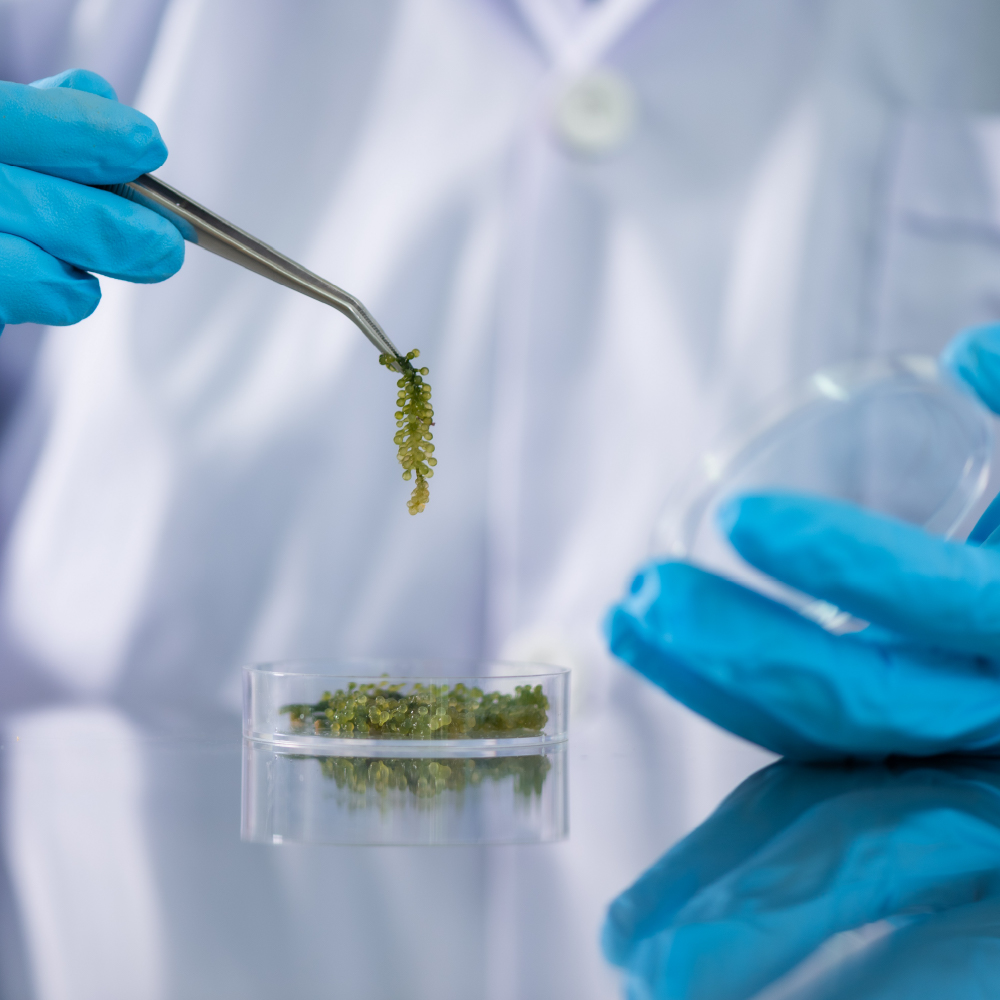 California Cannabis Testing Labs Appearances