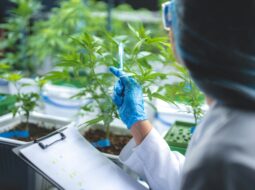 California Cannabis Testing Labs