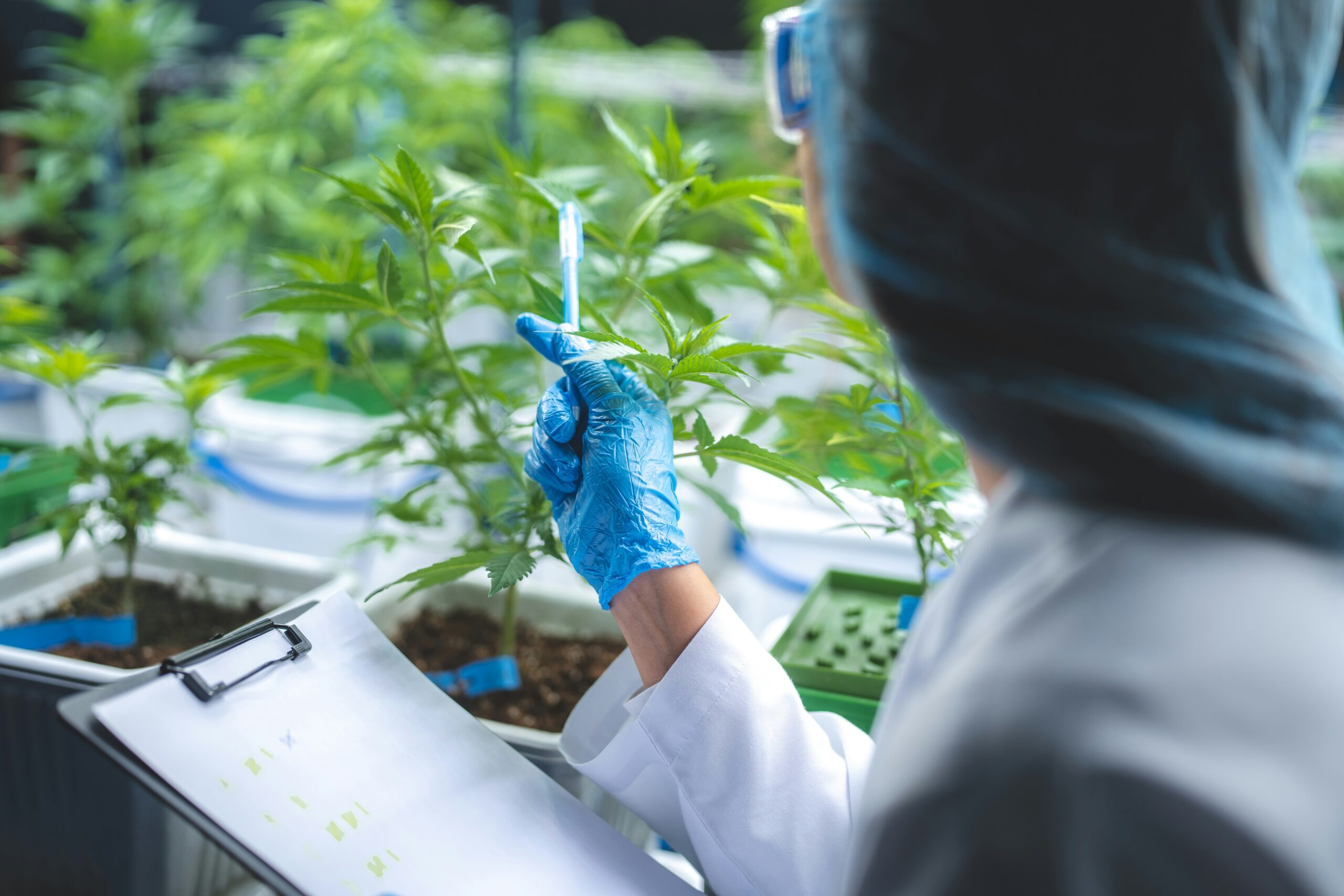 California Cannabis Testing Labs