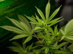 California Cannabis Testing Labs