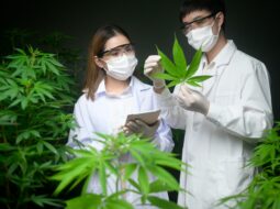 California Cannabis Testing Labs