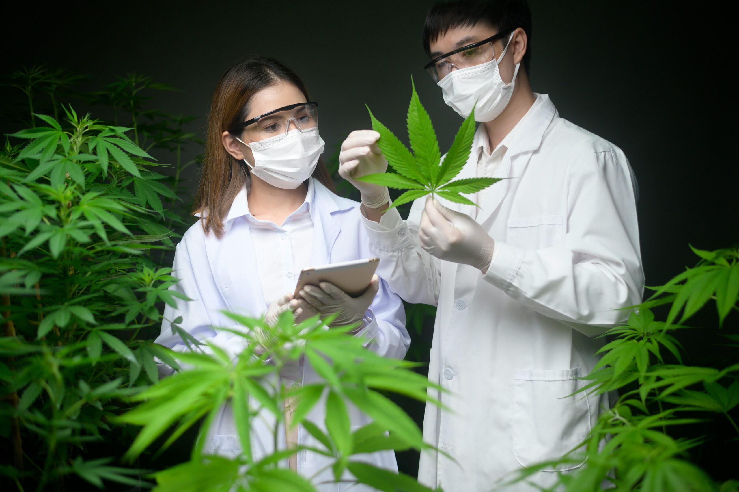 California Cannabis Testing Labs