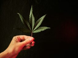 California Cannabis Testing Labs